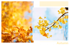 當(dāng)家居邂逅黃色系，精彩紛呈